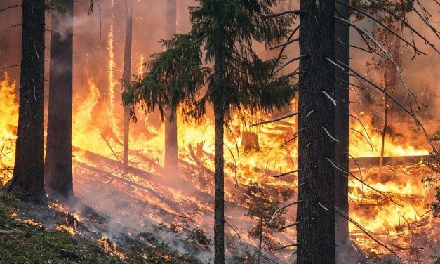 Pożary trawią Polskę. Co jest ich przyczyną?