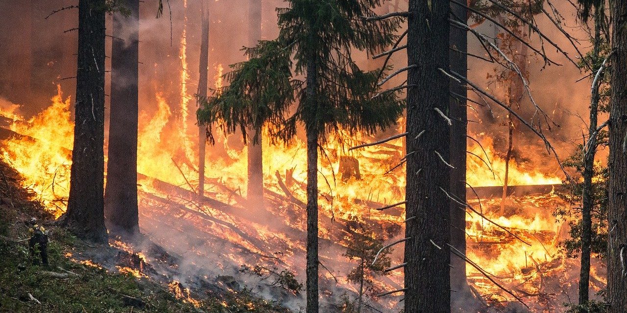 Pożary trawią Polskę. Co jest ich przyczyną?