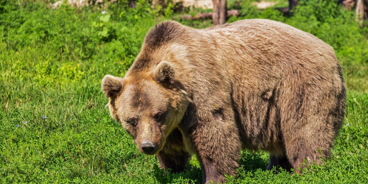 Na Podlasiu nie mierzą temperatury niedźwiedziom