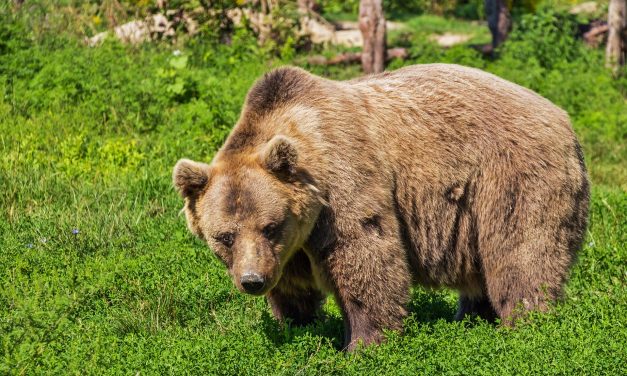 Na Podlasiu nie mierzą temperatury niedźwiedziom