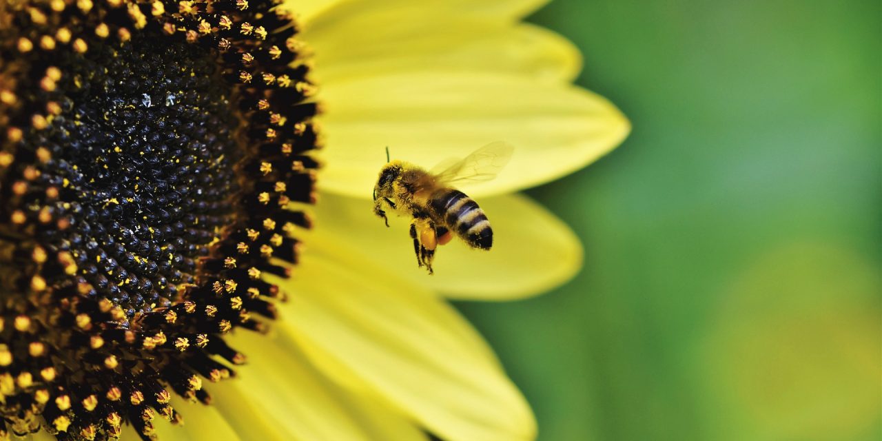Nie, duńscy rolnicy nie mają obowiązku uprawy kwiatów dla pszczół