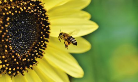 Nie, duńscy rolnicy nie mają obowiązku uprawy kwiatów dla pszczół